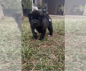 Akita Puppy for sale in YUMA, AZ, USA