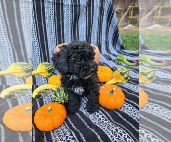 Medium Photo #4 Poodle (Miniature) Puppy For Sale in CANON CITY, CO, USA