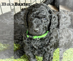 Puppy 6 Goldendoodle