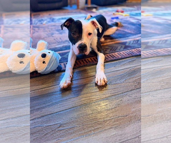 Medium Photo #1 American Pit Bull Terrier-Unknown Mix Puppy For Sale in Duluth, MN, USA