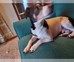 Small #6 Feist Terrier-Jack Russell Terrier Mix