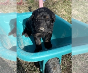 Shepadoodle Puppy for Sale in XENIA, Ohio USA