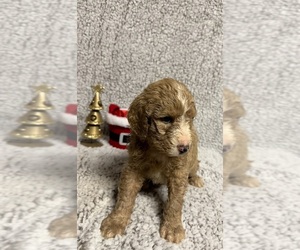 Double Doodle Puppy for sale in BLACKVILLE, SC, USA