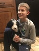 Small Photo #3 Bordoodle Puppy For Sale in CRESTON, OH, USA