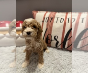 Goldendoodle (Miniature) Puppy for sale in CEDAR BLUFF, VA, USA