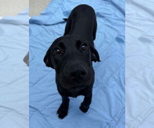 Great Dane-Unknown Mix Dogs for adoption in Woodbury, NY, USA