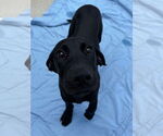 Small Great Dane Mix