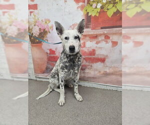 Texas Heeler-Unknown Mix Dogs for adoption in San Bernardino, CA, USA