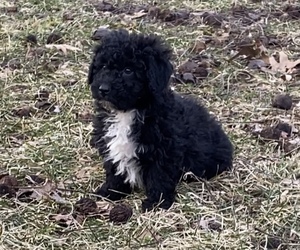 Newfoundland-Poodle (Toy) Mix Puppy for sale in PORTAGE, MI, USA