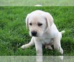 Small #2 Labrador Retriever