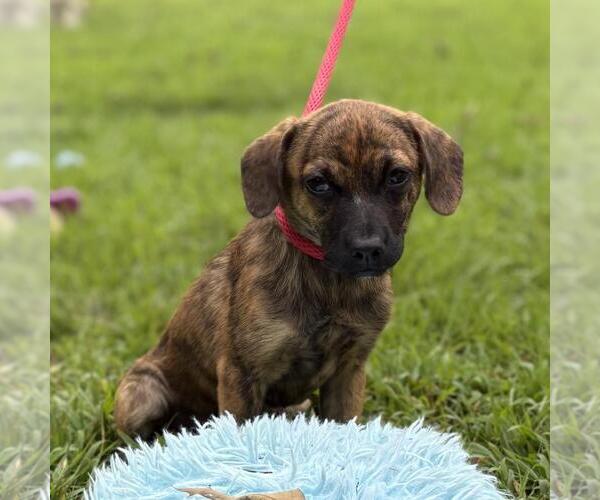Medium Photo #4 Dachshund-Unknown Mix Puppy For Sale in Yardley, PA, USA