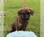 Small #3 Dachshund Mix
