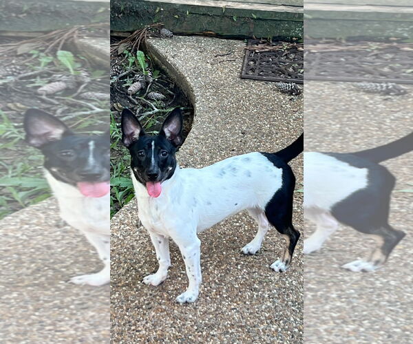 Medium Photo #1 Rat-Cha Puppy For Sale in Texarkana, TX, USA