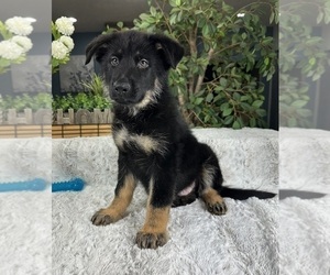 German Shepherd Dog Puppy for sale in GREENFIELD, IN, USA