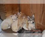 Small Photo #17 Siberian Husky Puppy For Sale in DINWIDDIE, VA, USA