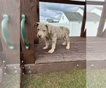 Puppy Puppy 2 American Bully