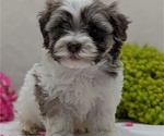 Small #6 Havanese