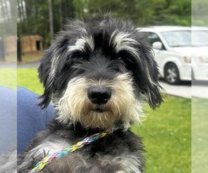 Miniature Schnauzer-Unknown Mix Dogs for adoption in Yardley, PA, USA