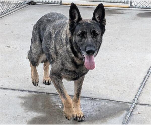 Medium Photo #1 German Shepherd Dog Puppy For Sale in Denver, CO, USA