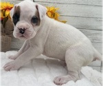 Small #13 Boxer