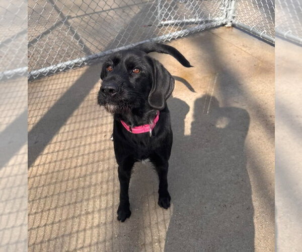 Medium Photo #10 Labrador Retriever-Unknown Mix Puppy For Sale in Muskegon, MI, USA