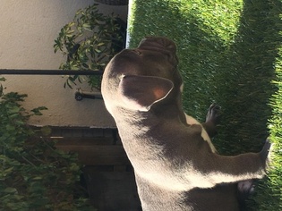 Medium American Bully