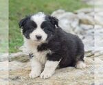 Small Miniature Australian Shepherd