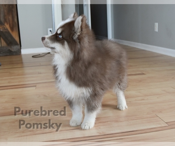 Medium Photo #5 Pomsky Puppy For Sale in KANSAS CITY, MO, USA
