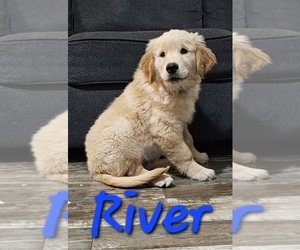 Golden Retriever Puppy for sale in MOUNT GILEAD, NC, USA
