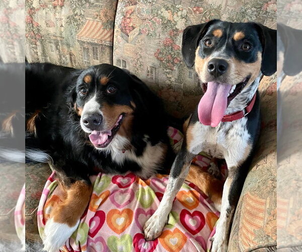 Medium Photo #19 Bernese Mountain Dog Puppy For Sale in Canton, CT, USA