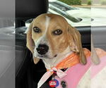 Small Photo #2 Beagle Puppy For Sale in Dunnellon, FL, USA