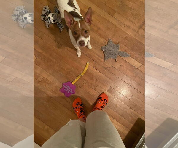 Medium Photo #3 Mutt Puppy For Sale in New London, WI, USA