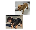 Small Photo #6 American Bully Puppy For Sale in STKN, CA, USA