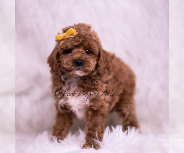 Medium Photo #5 Poodle (Toy) Puppy For Sale in WARSAW, IN, USA