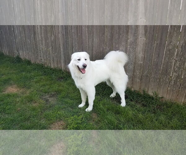 Medium Photo #28 Great Pyrenees Puppy For Sale in Houston, TX, USA