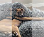 Small Black Mouth Cur Mix