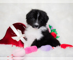 Small #17 Border Collie