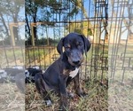 Small #11 Catahoula Leopard Dog
