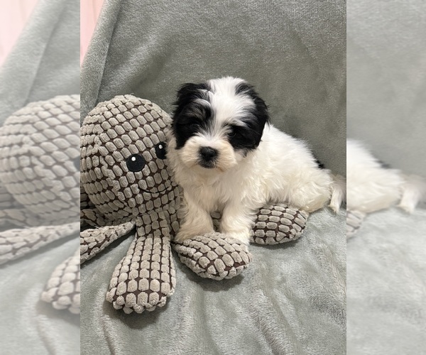 Medium Photo #5 Mal-Shi Puppy For Sale in DINWIDDIE, VA, USA