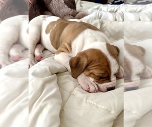 American Bulldog Puppy for sale in CHESAPEAKE, VA, USA