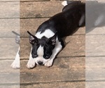Small #1 Boston Terrier