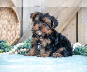 Medium Yorkshire Terrier