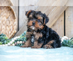 Puppy Asher Yorkshire Terrier