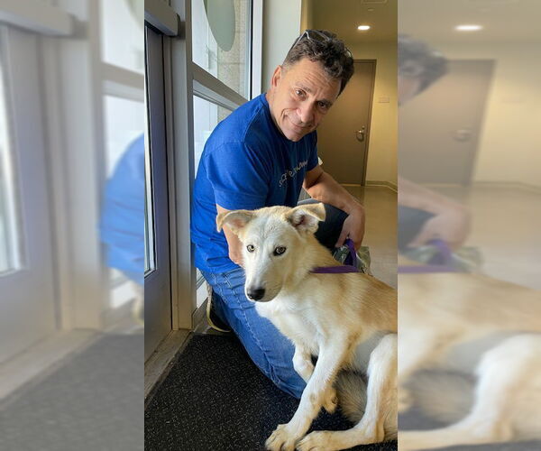 Medium Photo #5 Labsky Puppy For Sale in Los Angeles, CA, USA