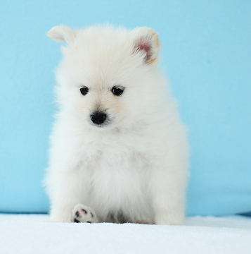 Medium Photo #2 Pomeranian Puppy For Sale in FRAZER, PA, USA
