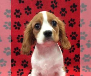 Cavalier King Charles Spaniel Puppy for sale in RUDOLPH, OH, USA