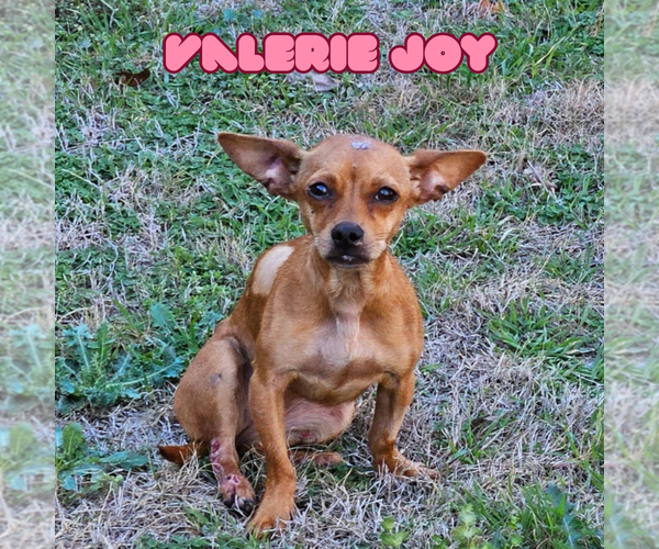 Medium Photo #22 Chiweenie Puppy For Sale in San Antonio, TX, USA