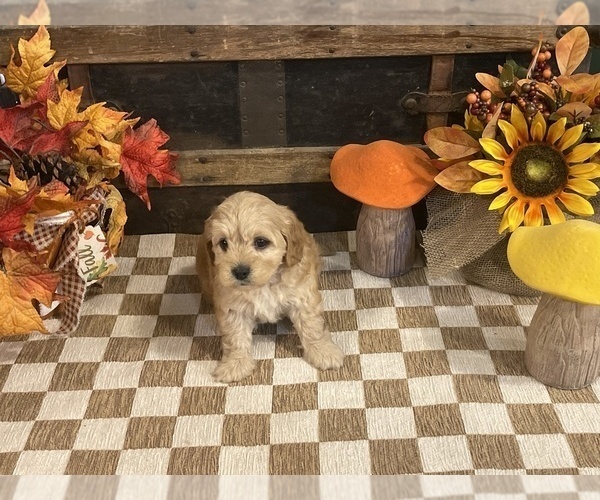 Medium Photo #4 Cavapoo (Miniature) Puppy For Sale in FULTON, KS, USA