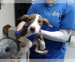 Small Mutt