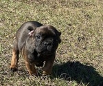 Small #5 French Bulldog
